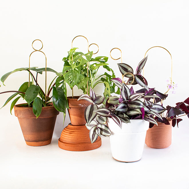 Plantensteun Mini - Hoop - Goud