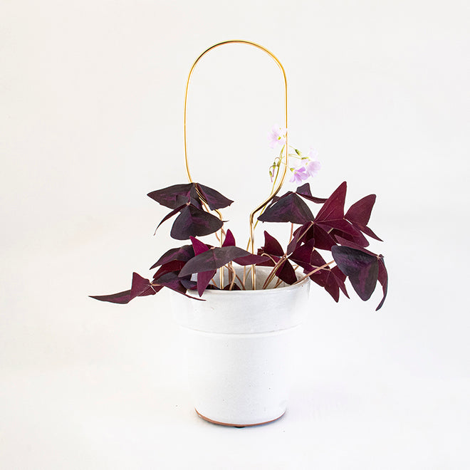Plant Stake Mini - Hoop - Gold