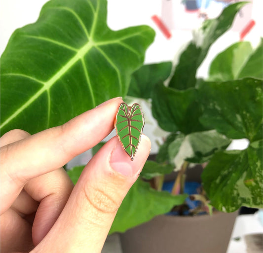 Pin - Alocasia Frydek