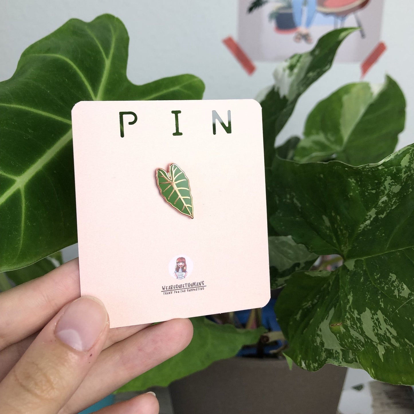 Pin - Alocasia Frydek