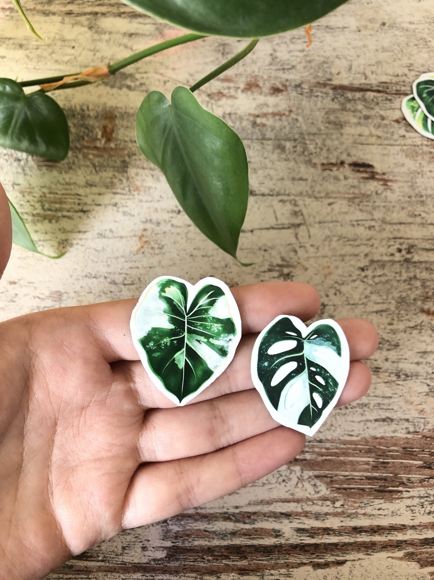 magnets set - variegated plants