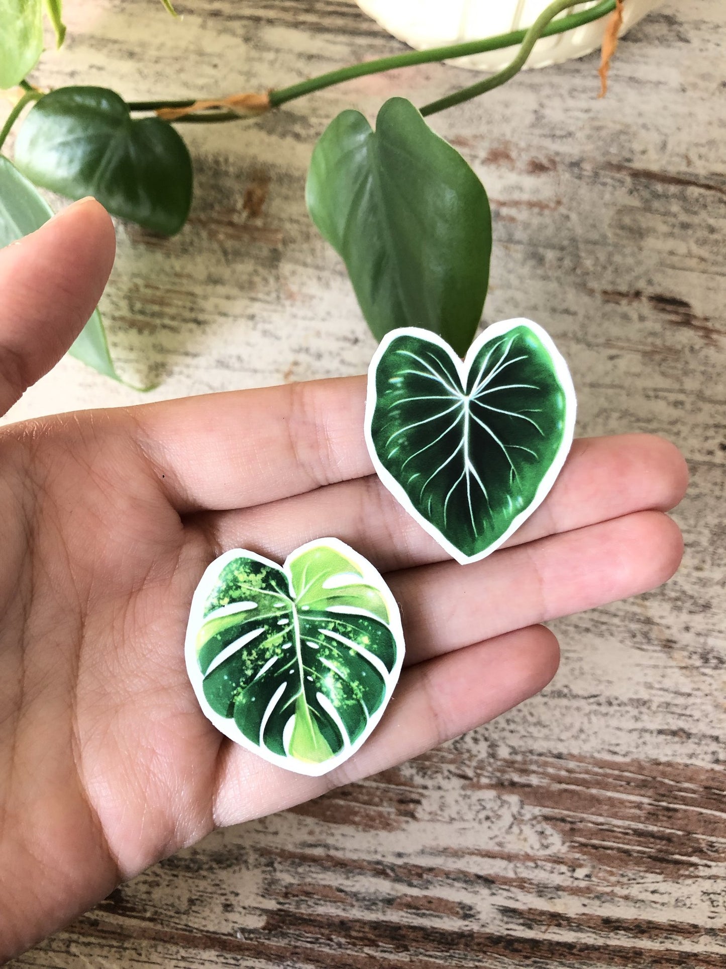 magnets set - variegated plants