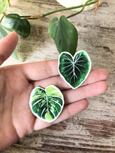 Load image into Gallery viewer, magnets set - variegated plants
