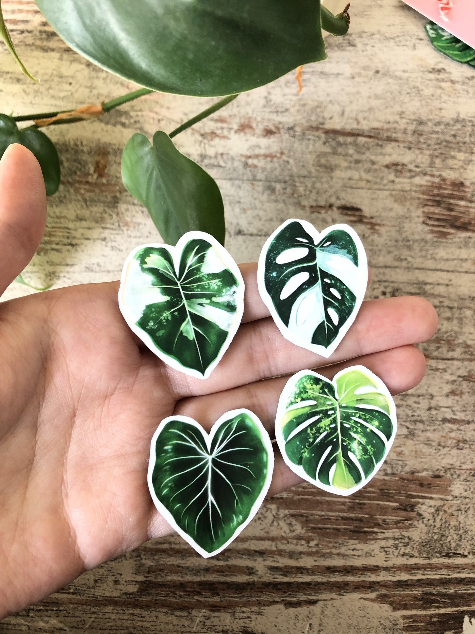 magnets set - variegated plants