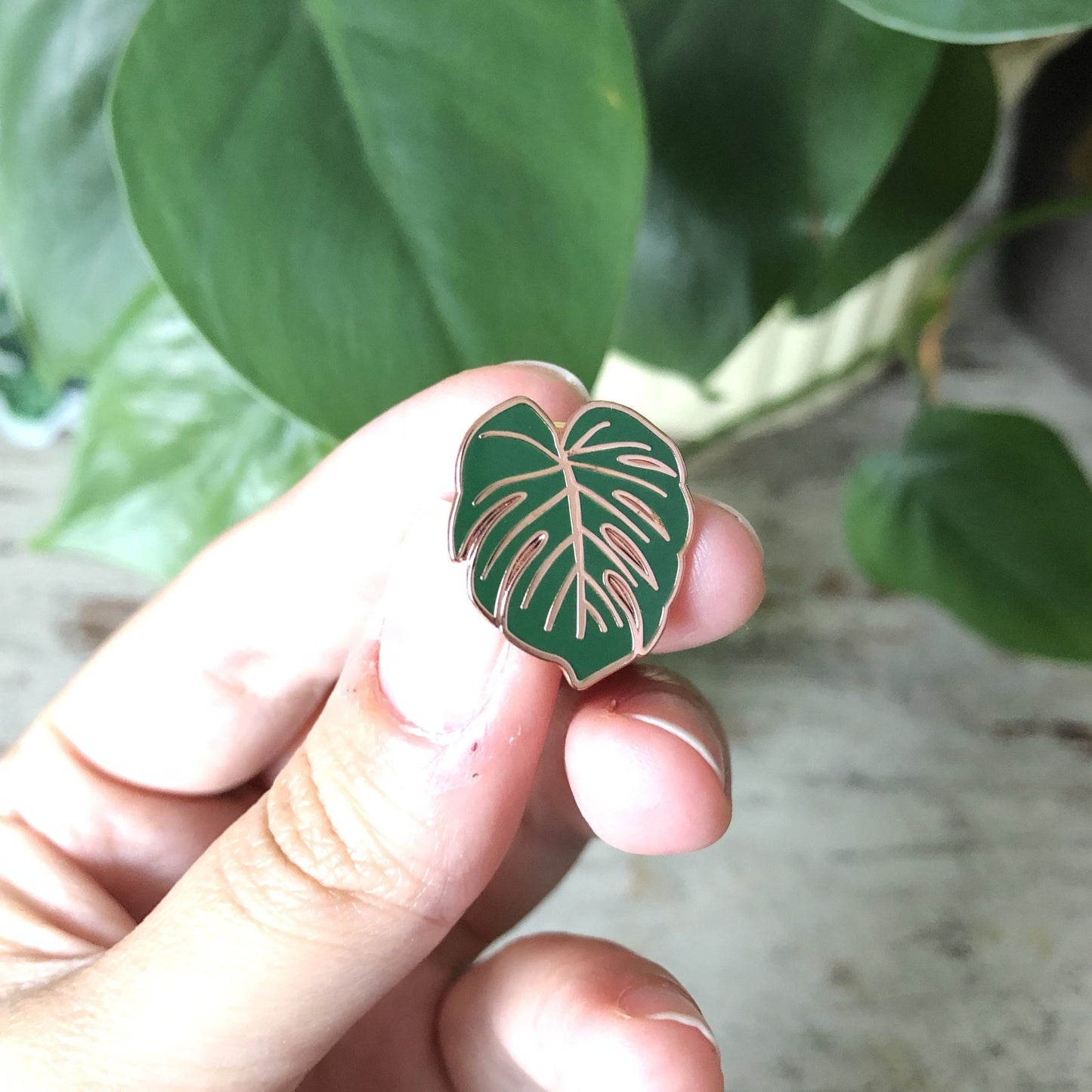 Pin - Monstera Deliciosa