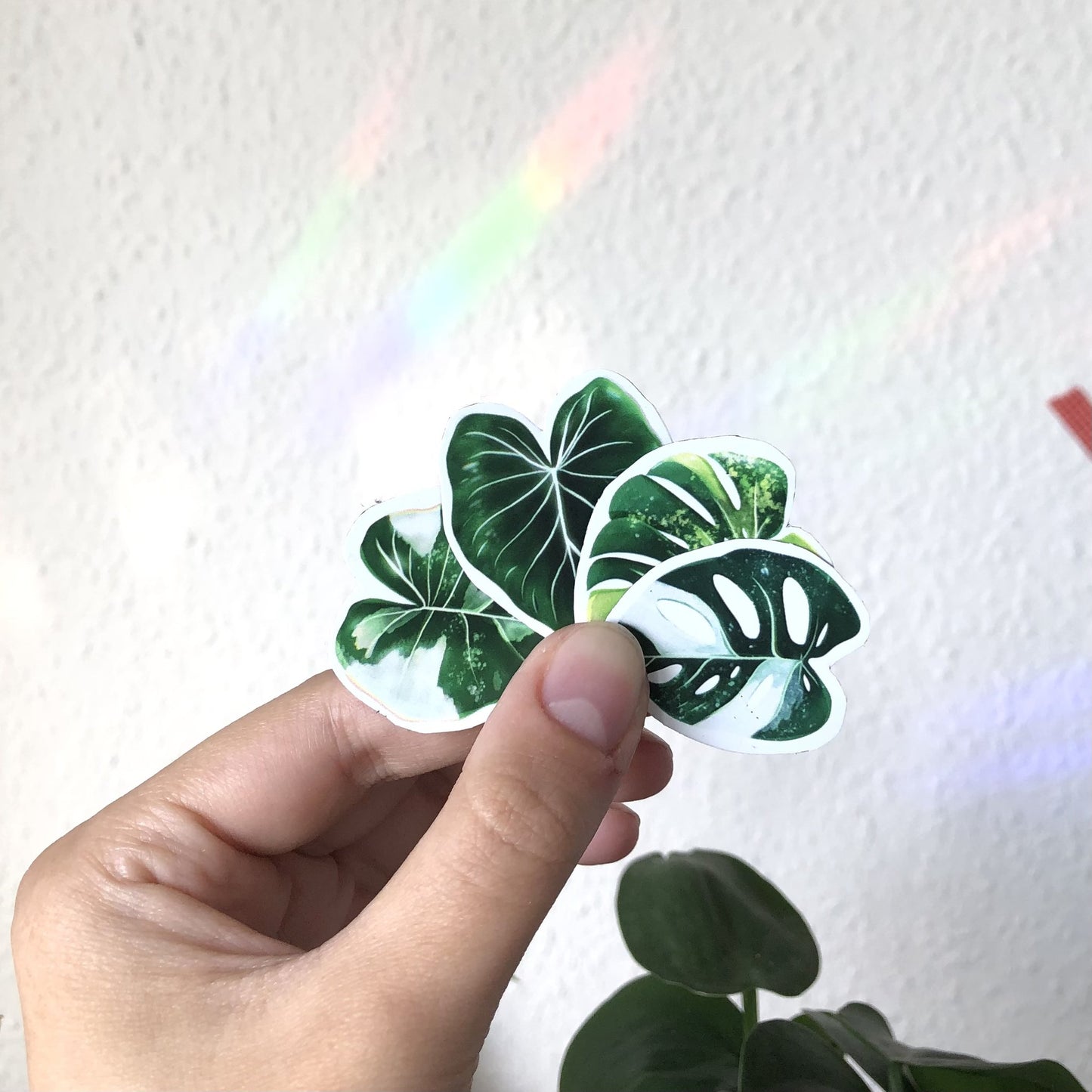 magnets set - variegated plants