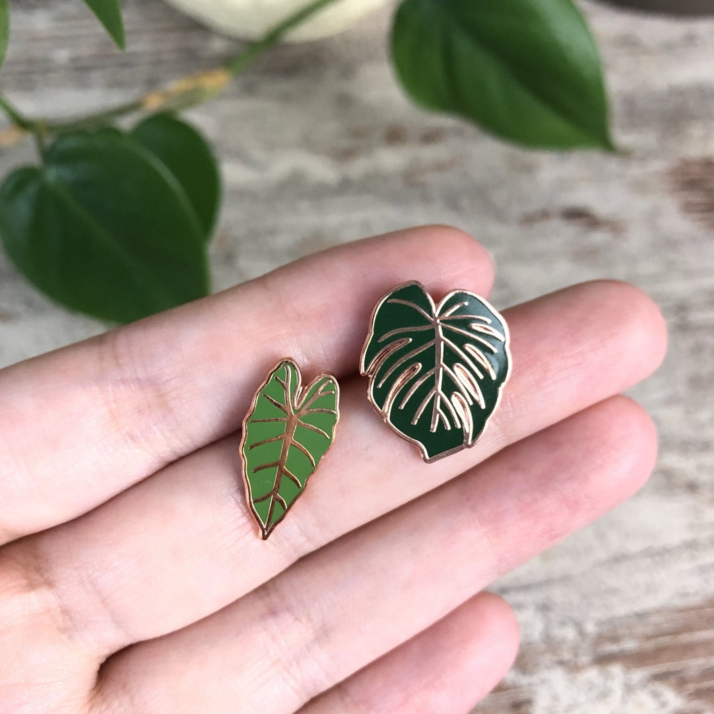 Pin - Alocasia Frydek
