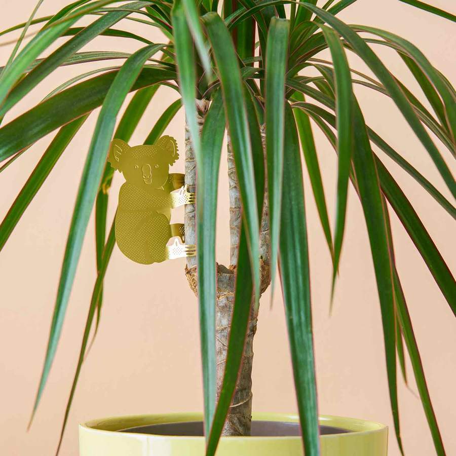 plant animal - koala