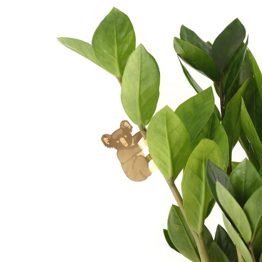 plant animal - koala