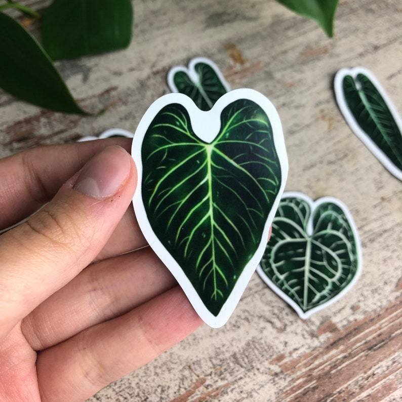 Magnets Set 5 - Anthurium