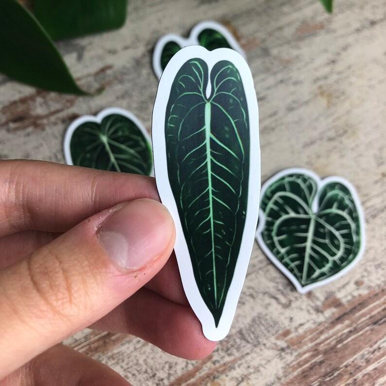 Magnets Set 5 - Anthurium