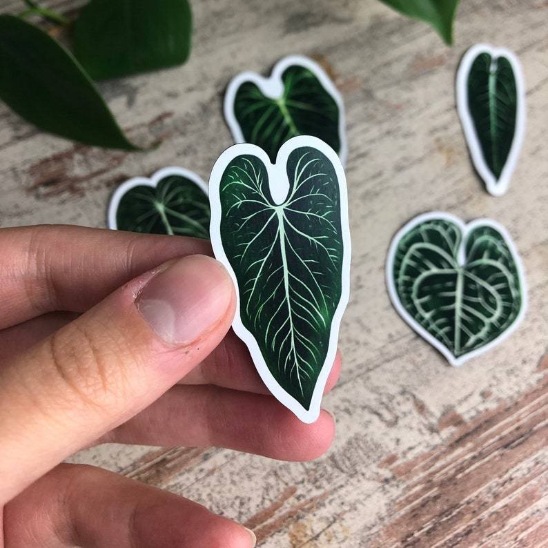 Magnets Set 5 - Anthurium