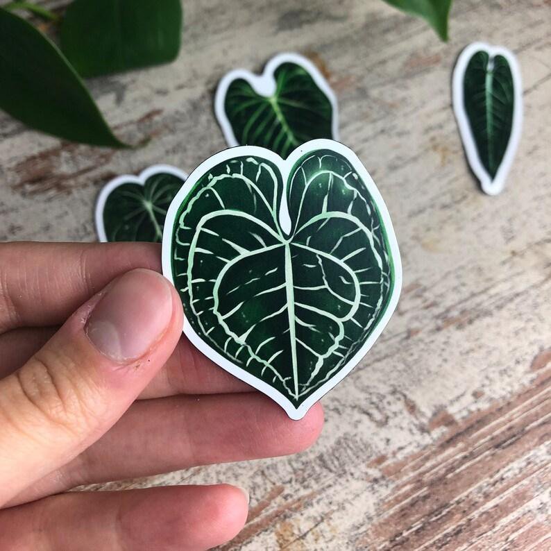 Magnets Set 5 - Anthurium