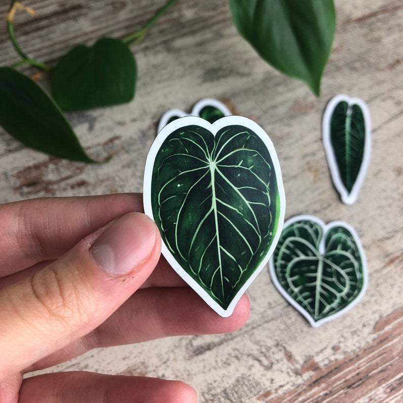 Magnets Set 5 - Anthurium