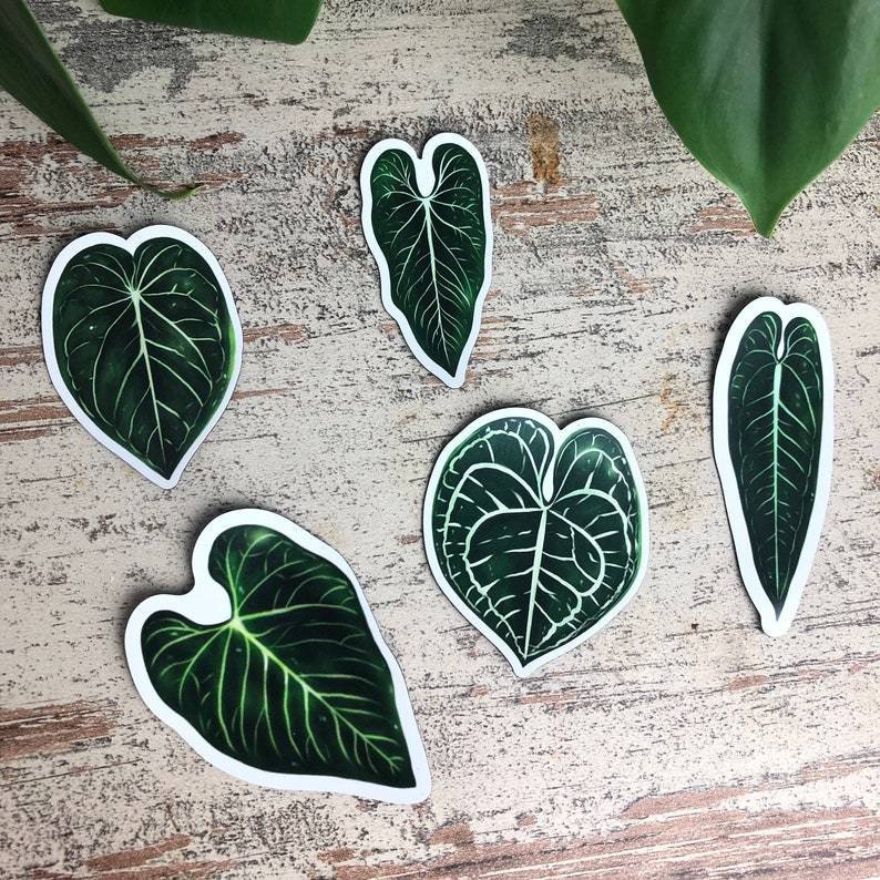 Magnets Set 5 - Anthurium