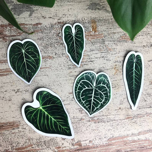 Magneten Set 5 - Anthurium