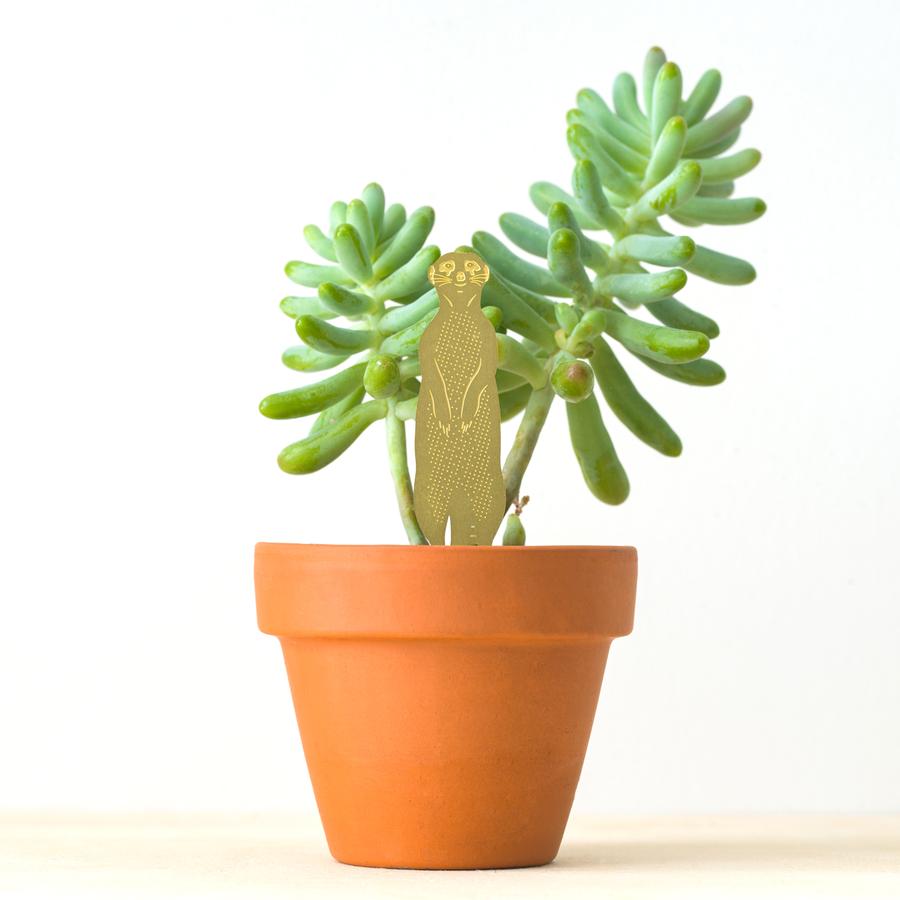 Plant Animal - Meerkat