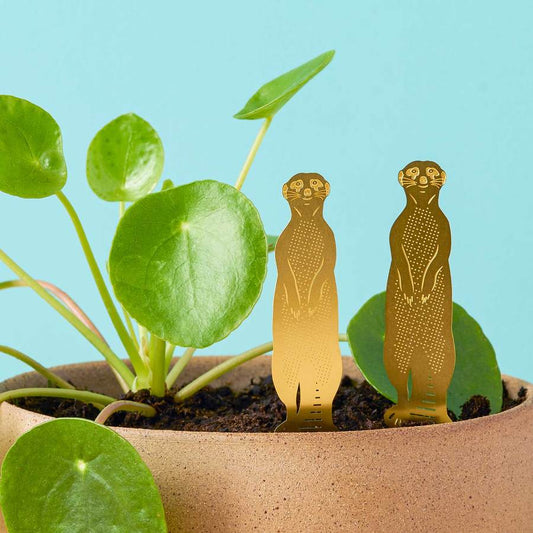 Plantendiertje - Meerkat