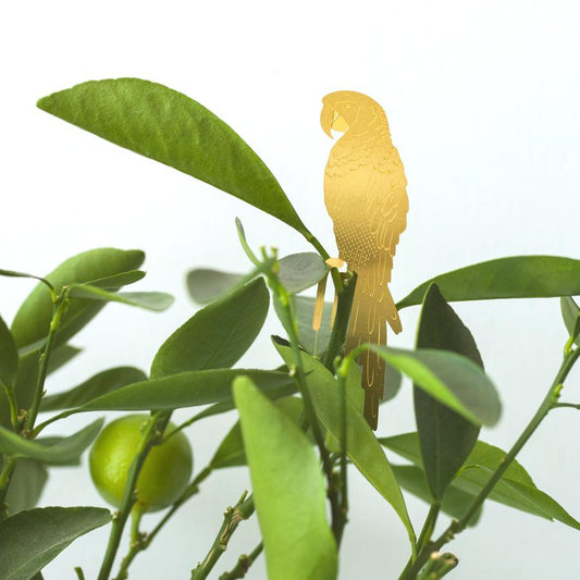 Plantendiertje - Papegaai