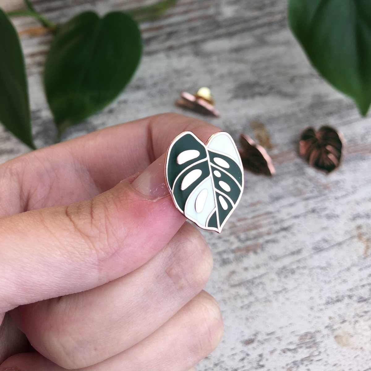 Pin - Monstera Adansonii Variegata