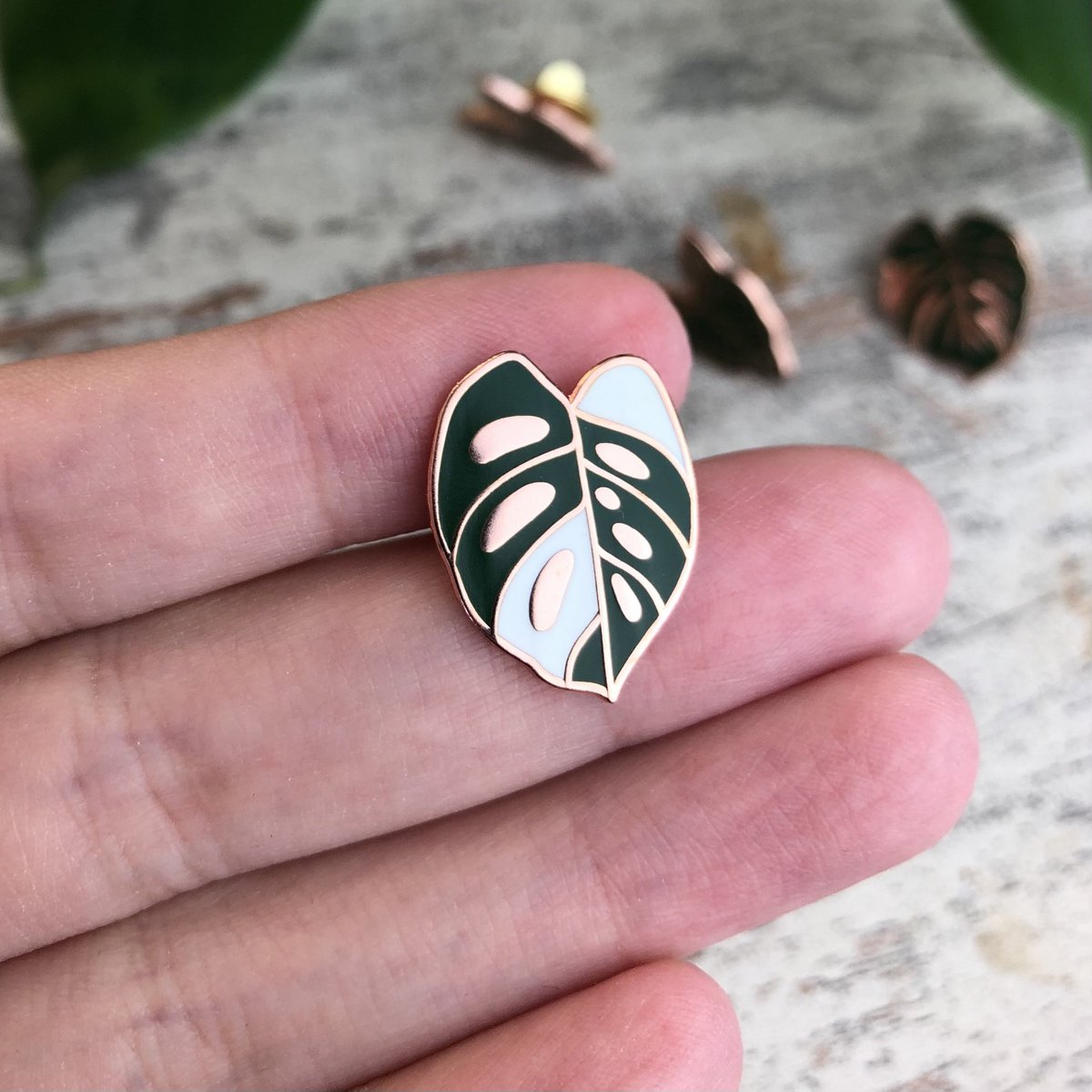 Pin - Monstera Adansonii Variegata