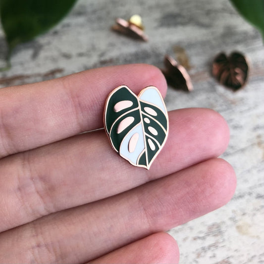 Pin - Monstera Adansonii Variegata