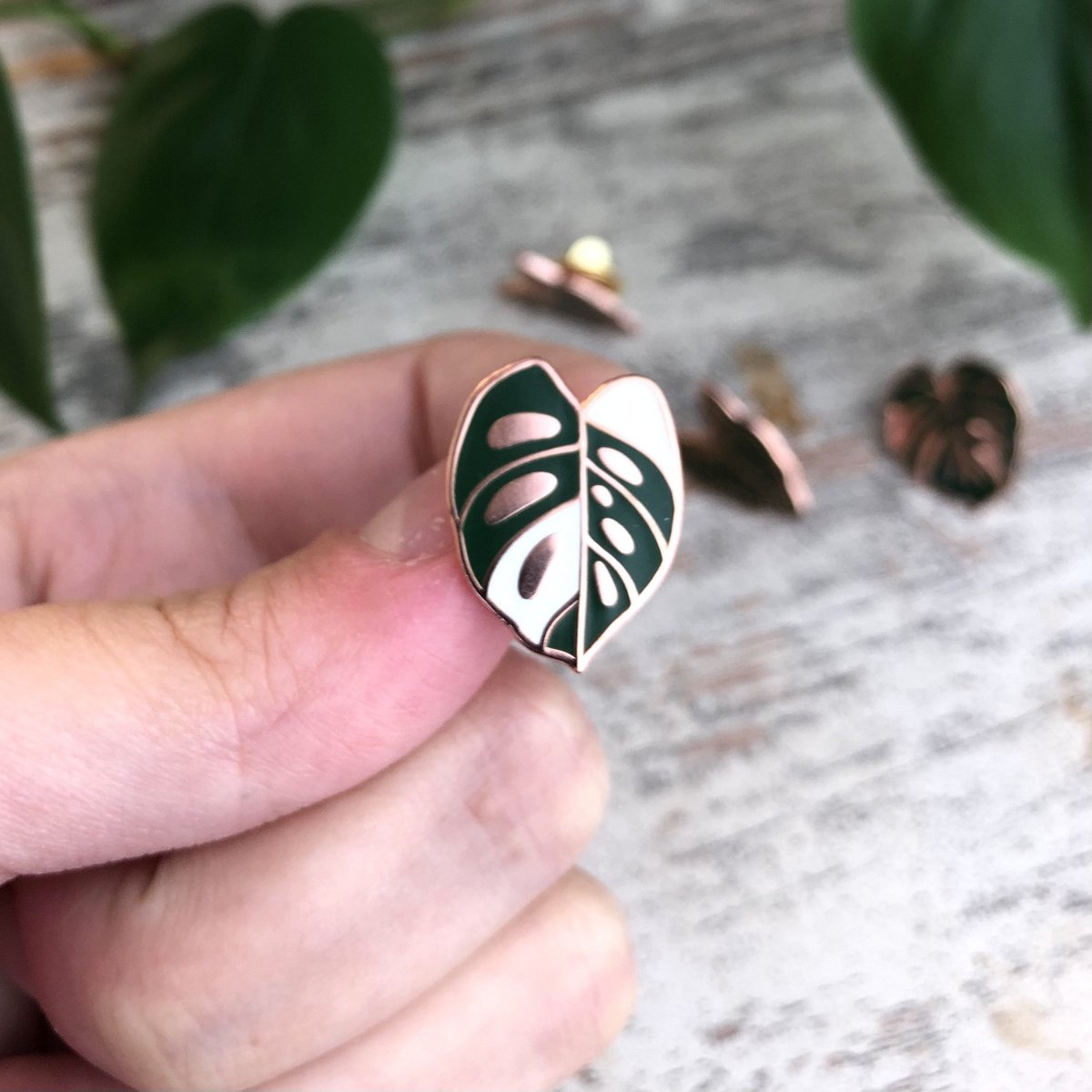 Pin - Monstera Adansonii Variegata