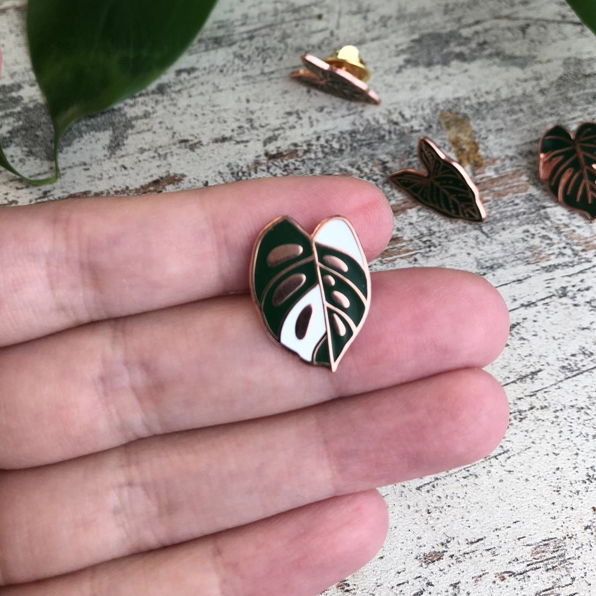 Pin - Monstera Adansonii Variegata