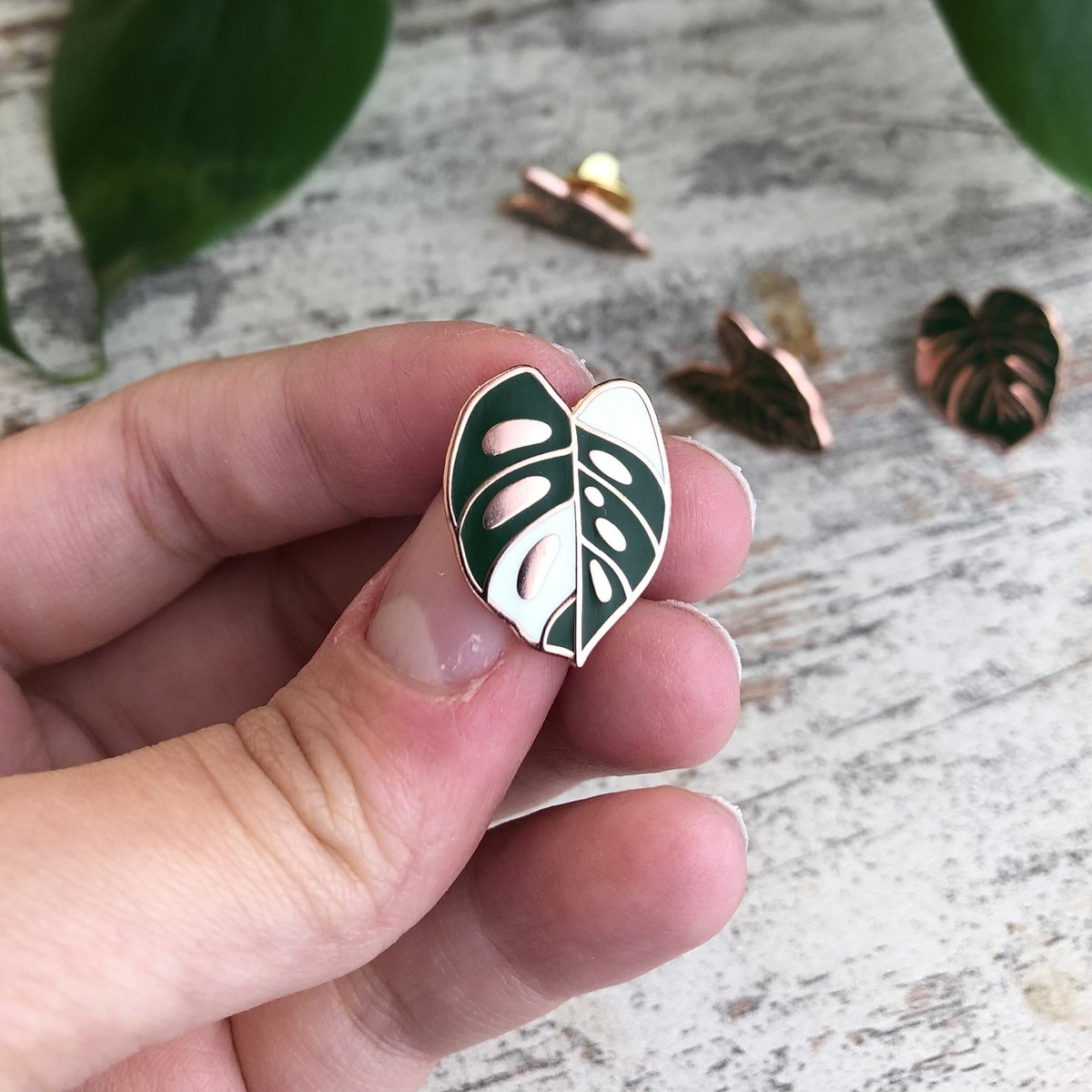 Pin - Monstera Adansonii Variegata