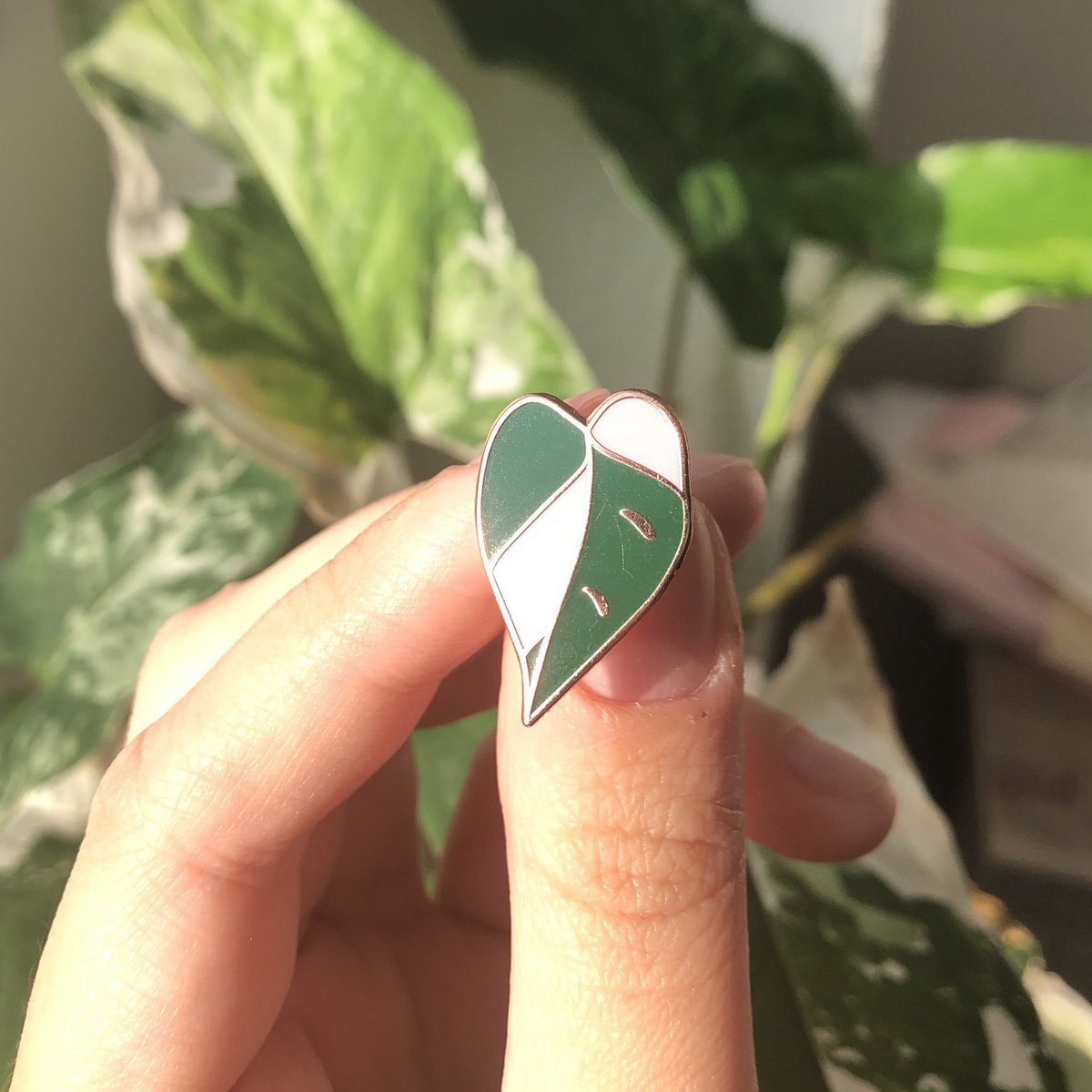 Pin - Philodendron Pink Princess