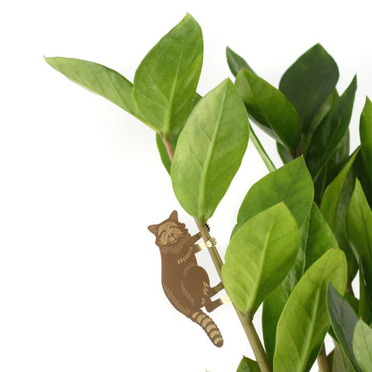 Plantendiertje - Wasbeer