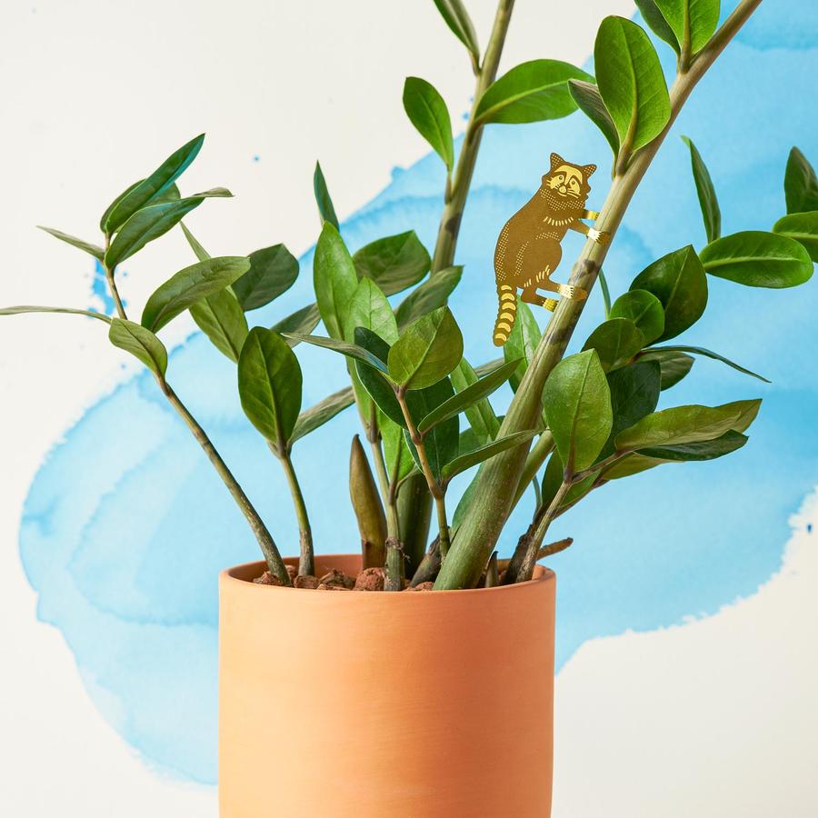 Plant Animal - Raccoon