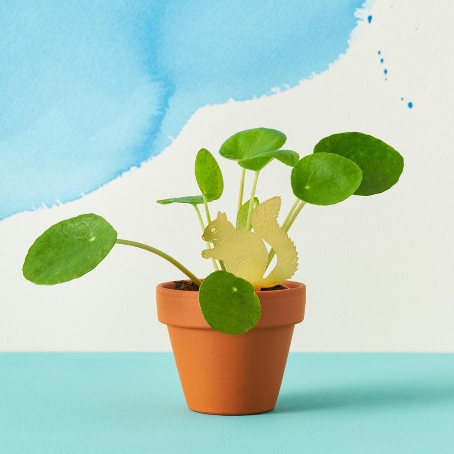Plantendiertje - Eekhoorn