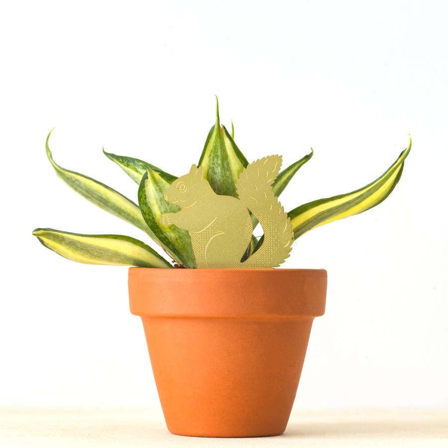 Plantendiertje - Eekhoorn