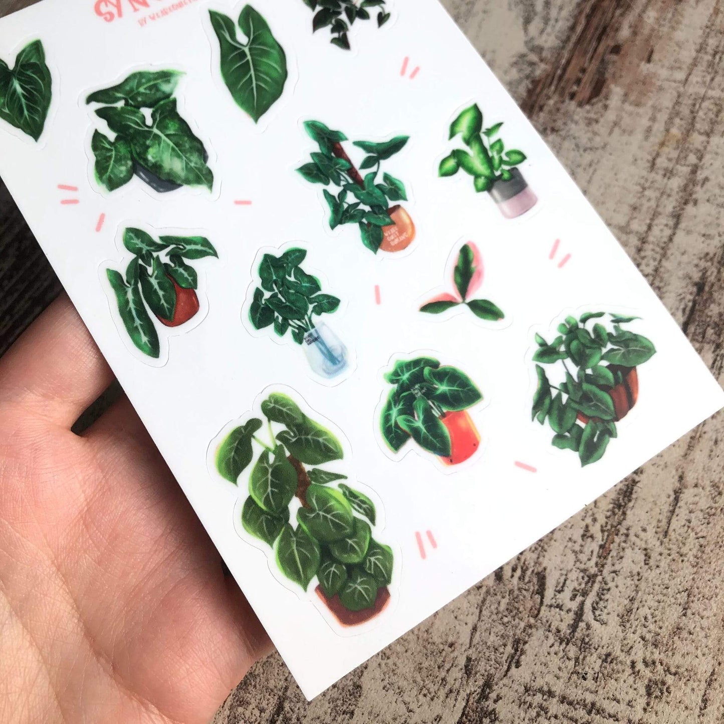 Stickervel - Syngonium