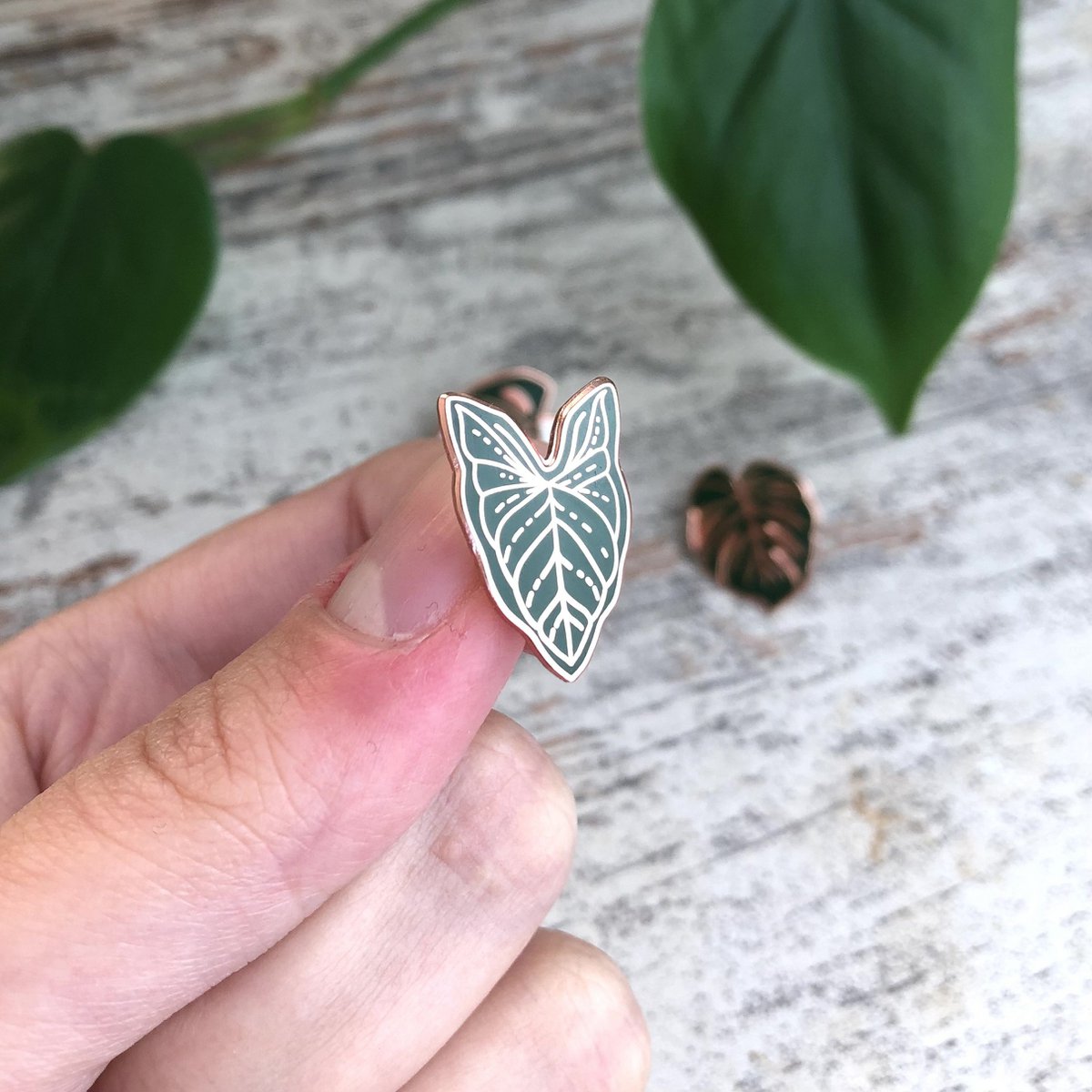 Pin - Syngonium