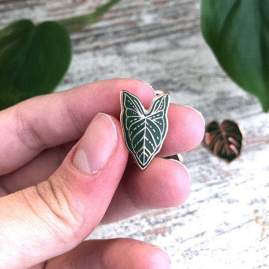 Pin - Syngonium
