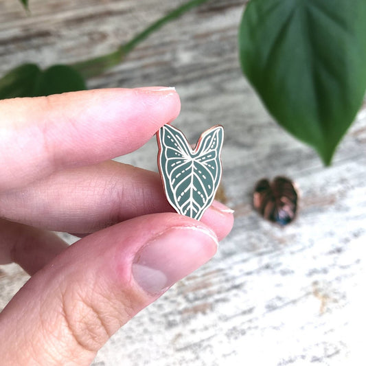 Pin - Syngonium