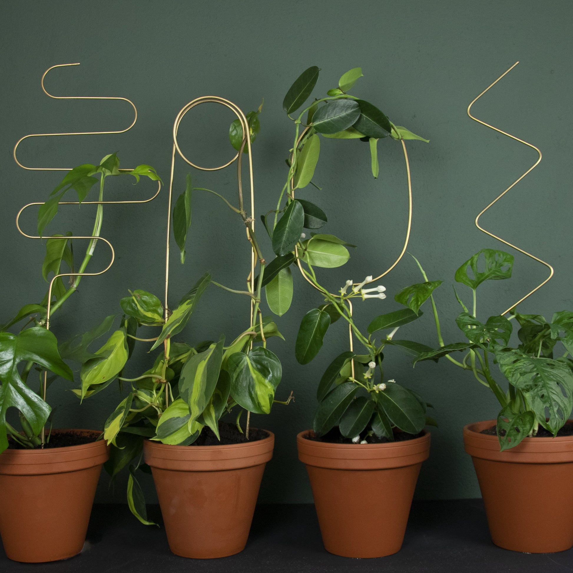 plant stake plantenstok planten klimmen support steun gold goud botanopia