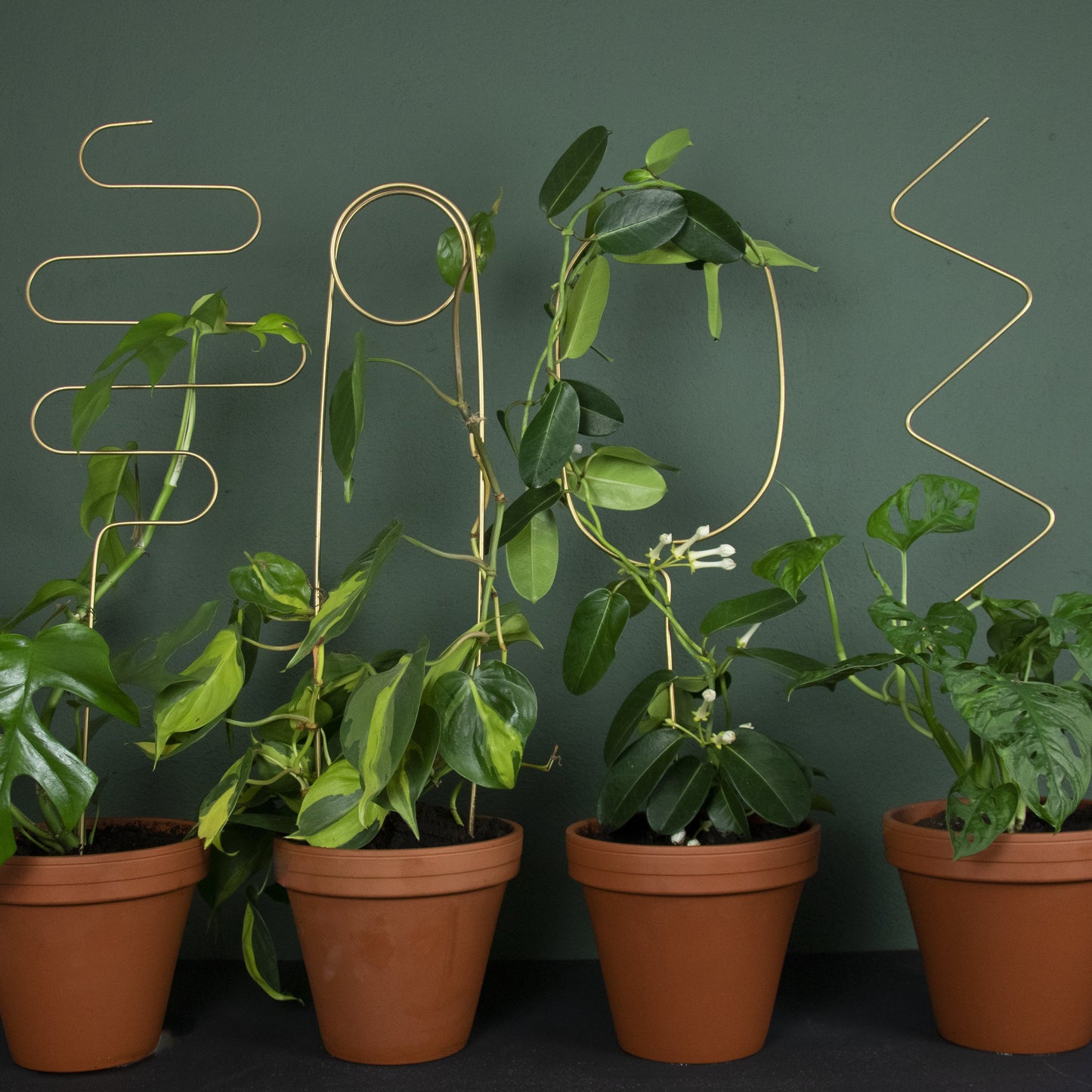 plant stake plantenstok planten klimmen support steun gold goud botanopia